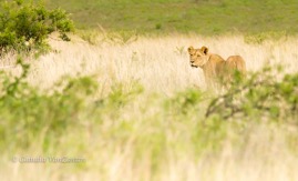 CVZ60D_20160102-096.jpg